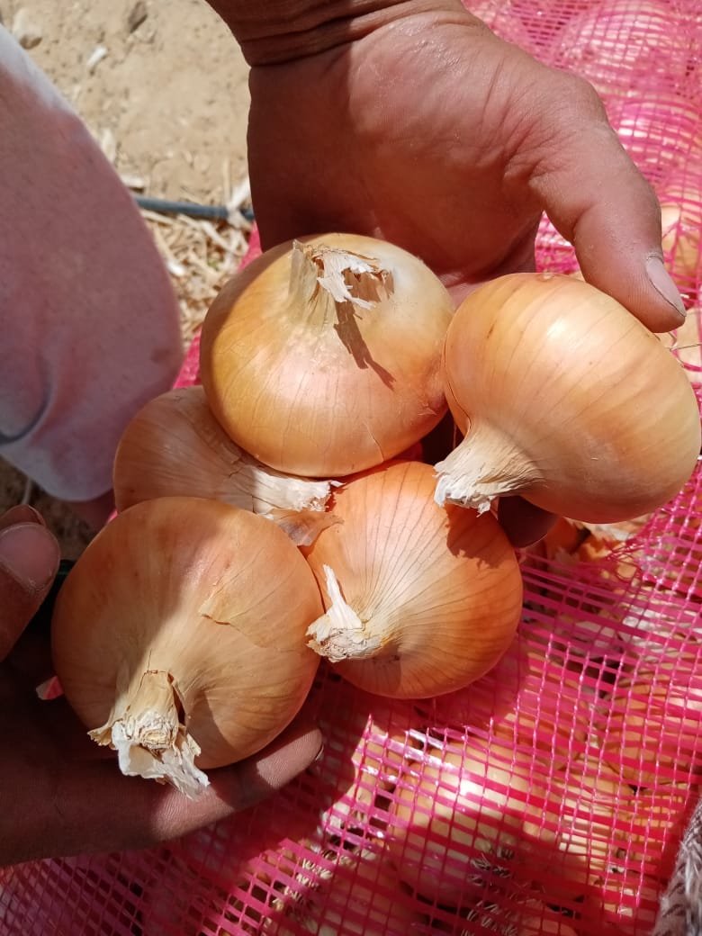 A farmer holding a handful of freshly harvested, high-quality yellow onions.