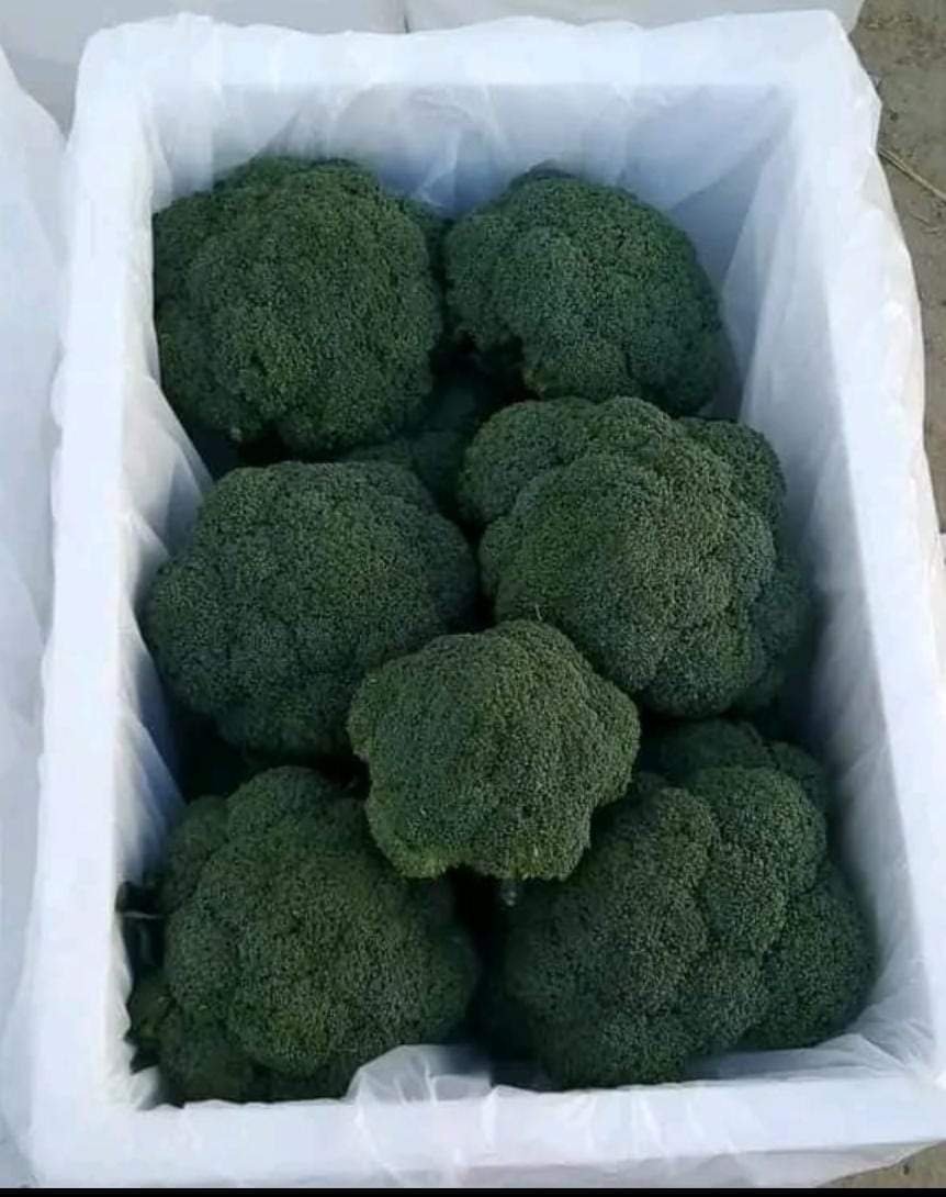 Whole frozen broccoli heads packed neatly in a styrofoam box.