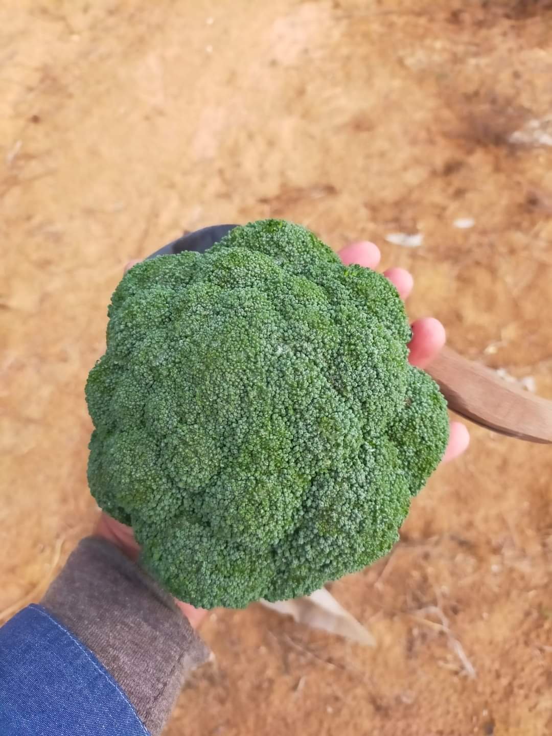 A hand holding a large, freshly harvested head of green broccoli in the field.