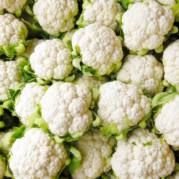 A field of freshly harvested, bright white cauliflower heads.