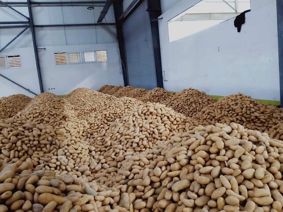 Large piles of freshly harvested potatoes in a clean, modern sorting facility.