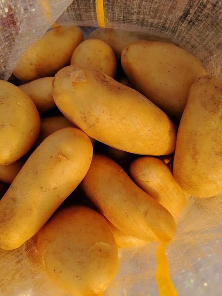 A close-up of Spunta potatoes, showing their elongated shape and smooth skin.