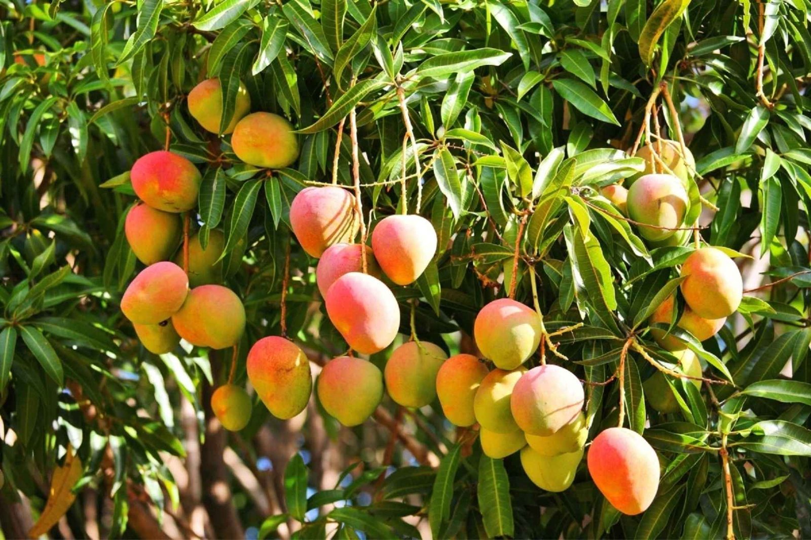 Mangoes ripening on the branch of a lush green tree.