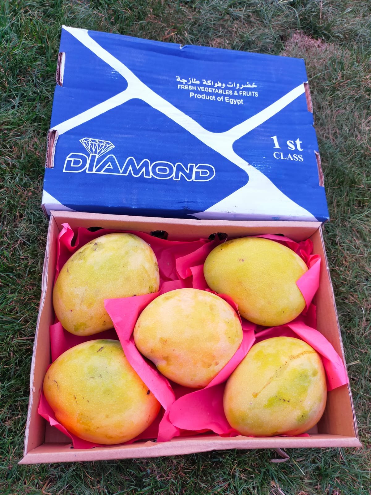 Diamond brand export box filled with yellow mangoes wrapped in pink tissue.