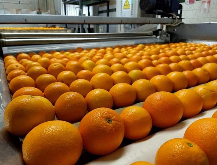 A close-up of oranges on the sorting line, showing their excellent quality and color.