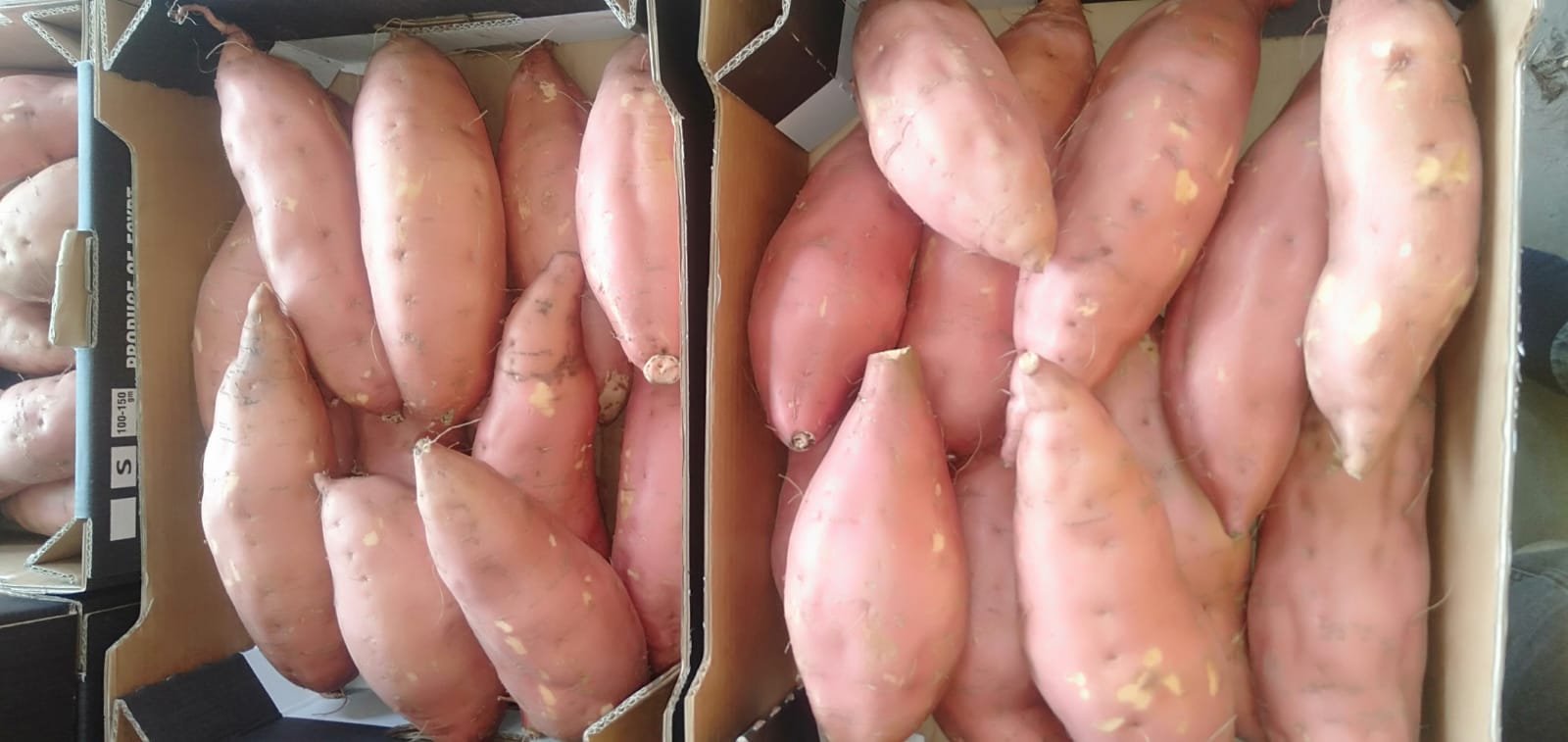 Neatly packed sweet potatoes in Class 1 export cartons.