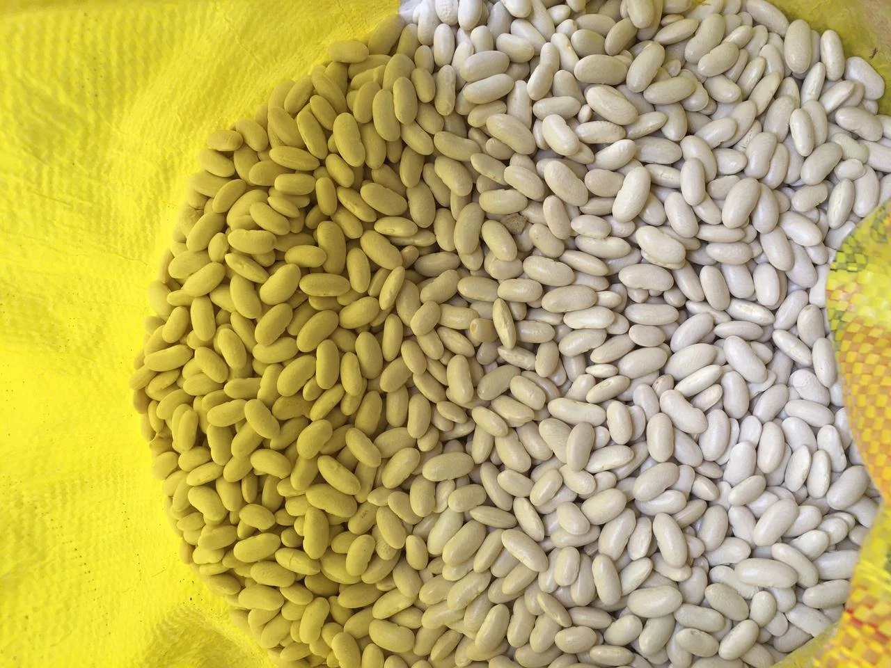 A large yellow sack filled with premium white kidney beans.