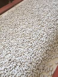 White kidney beans moving along an industrial sorting line, ensuring quality.
