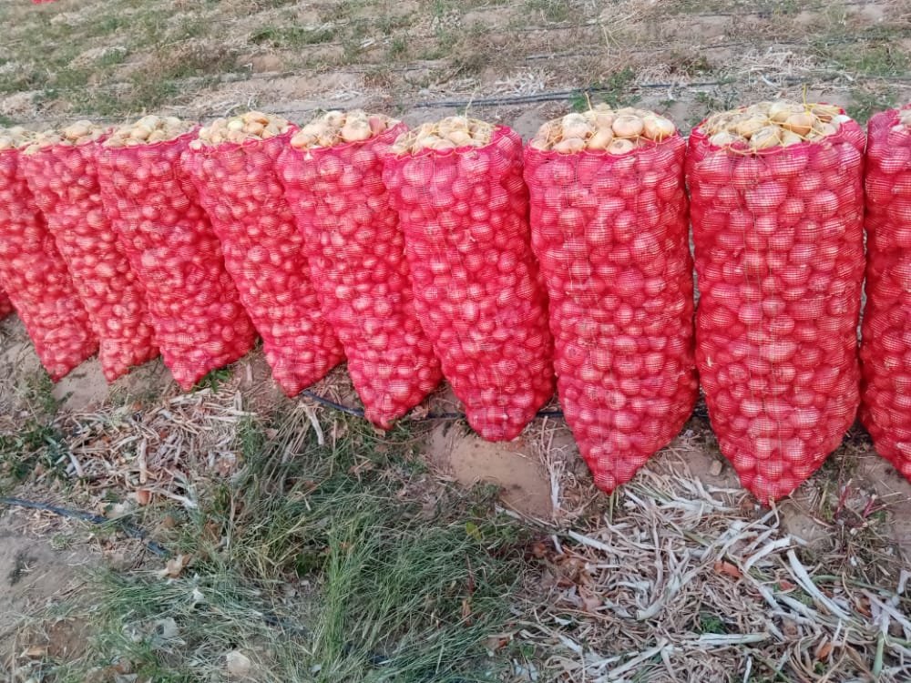 Red mesh sacks filled with yellow onions, lined up in a field post-harvest.